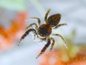 Springspinne (Marpisa muscosa)-L. Klasing