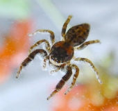 Springspinne (Marpisa muscosa)-L. Klasing