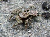 Springspinne (Marpisa muscosa)-L. Klasing