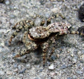 Springspinne (Marpisa muscosa)-L. Klasing