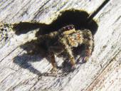 Springspinne (Marpisa muscosa)-L. Klasing