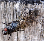 Springspinne (Marpisa muscosa)-L. Klasing