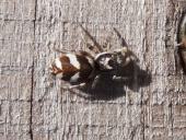 Zebraspringspinne (Salticus scennicus)-L. Klasing