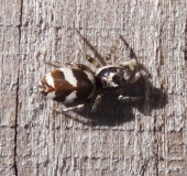 Zebraspringspinne (Salticus scennicus)-L. Klasing