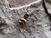 Zebraspringspinne (Salticus scennicus)-L. Klasing