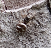 Zebraspringspinne (Salticus scennicus)-L. Klasing