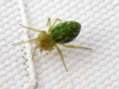 Grüne Kräuselspinne (Nigma walckenaeri)-L. Klasing