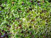 Trügerisches Torfmoos (Sphagnum fallax)-L. Klasing