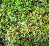 Trügerisches Torfmoos (Sphagnum fallax)-L. Klasing