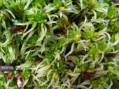 Trügerisches Torfmoos (Sphagnum fallax)-L. Klasing