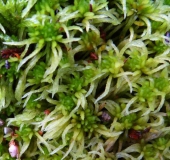 Trügerisches Torfmoos (Sphagnum fallax)-L. Klasing