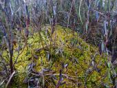 Gefranstes Torfmoos (Sphagnum fimbriatum)-L. Klasing