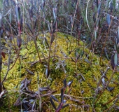 Gefranstes Torfmoos (Sphagnum fimbriatum)-L. Klasing