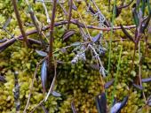 Gefranstes Torfmoos (Sphagnum fimbriatum)-L. Klasing