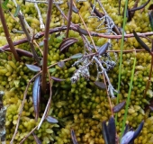 Gefranstes Torfmoos (Sphagnum fimbriatum)-L. Klasing