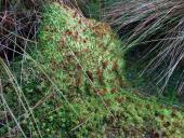 Trügerisches Torfmoos (Sphagnum fallax)-L. Klasing