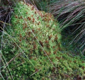 Trügerisches Torfmoos (Sphagnum fallax)-L. Klasing