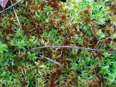 Trügerisches Torfmoos (Sphagnum fallax)-L. Klasing