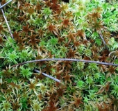 Trügerisches Torfmoos (Sphagnum fallax)-L. Klasing