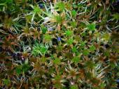 Trügerisches Torfmoos (Sphagnum fallax)-L. Klasing