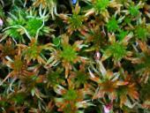 Trügerisches Torfmoos (Sphagnum fallax)-L. Klasing