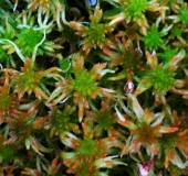 Trügerisches Torfmoos (Sphagnum fallax)-L. Klasing