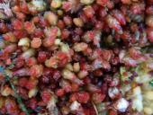 Torfmoos (Sphagnum magellanicum)-L. Klasing