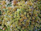 Dichtes Torfmoos (Sphagnum compactum)-L. Klasing
