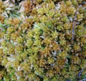 Dichtes Torfmoos (Sphagnum compactum)-L. Klasing