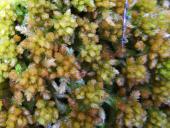 Dichtes Torfmoos (Sphagnum compactum)-L. Klasing