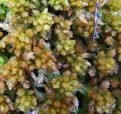 Dichtes Torfmoos (Sphagnum compactum)-L. Klasing