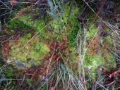 Weiches Torfmoos (Sphagnum molle)-L. Klasing