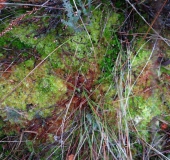 Weiches Torfmoos (Sphagnum molle)-L. Klasing