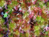 Weiches Torfmoos (Sphagnum molle)-L. Klasing