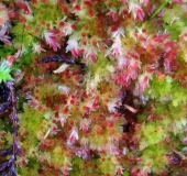 Weiches Torfmoos (Sphagnum molle)-L. Klasing