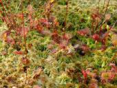 Torfmoos (Sphagnum spec) u. Sonnentau (Drosera rotundifolia)-L. Klasing