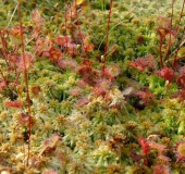 Torfmoos (Sphagnum spec) u. Sonnentau (Drosera rotundifolia)-L. Klasing