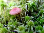 Torfmoos (Sphagnum spec.) u. Mooshäubling (Galerina hypnorum)-L. Klasing