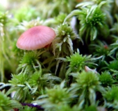 Torfmoos (Sphagnum spec.) u. Mooshäubling (Galerina hypnorum)-L. Klasing