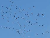 Kranich (Grus grus)-L. Klasing