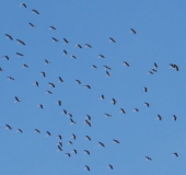 Kranich (Grus grus)-L. Klasing