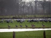 Kranich (Grus grus) u. Graugans (Anser anser)-L. Klasing