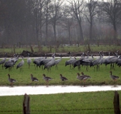 Kranich (Grus grus) u. Graugans (Anser anser)-L. Klasing