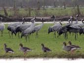 Kranich (Grus grus) u. Graugans (Anser anser)-L. Klasing