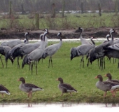 Kranich (Grus grus) u. Graugans (Anser anser)-L. Klasing