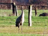 Kranich (Grus grus)-L. Klasing