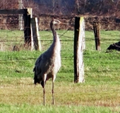 Kranich (Grus grus)-L. Klasing