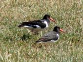 Austernfischer (Haematopus ostralegus)-L. Klasing