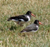 Austernfischer (Haematopus ostralegus)-L. Klasing