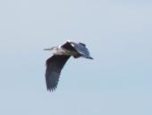 Graureiher (Ardea cinerea)-L. Klasing